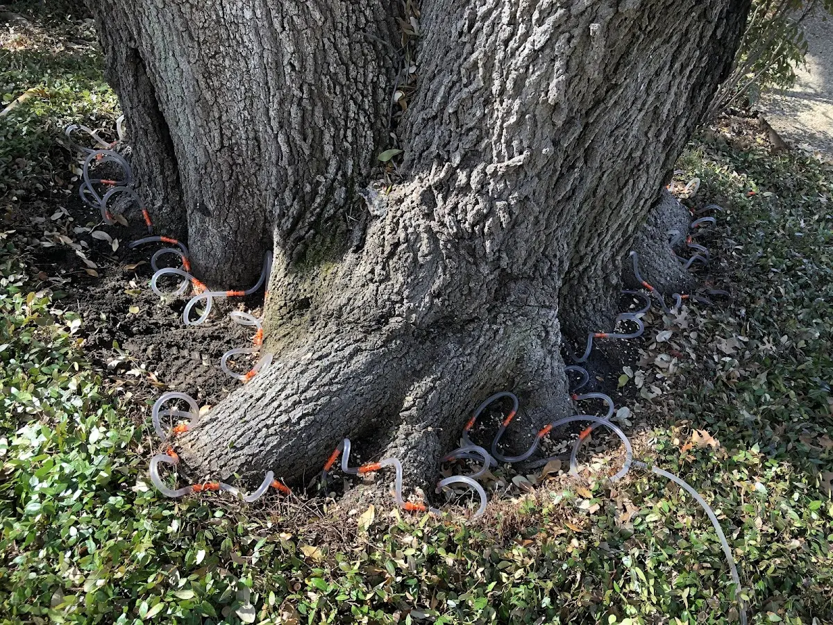 Detailed Tree Cabling and Bracing job site in Wadsworth