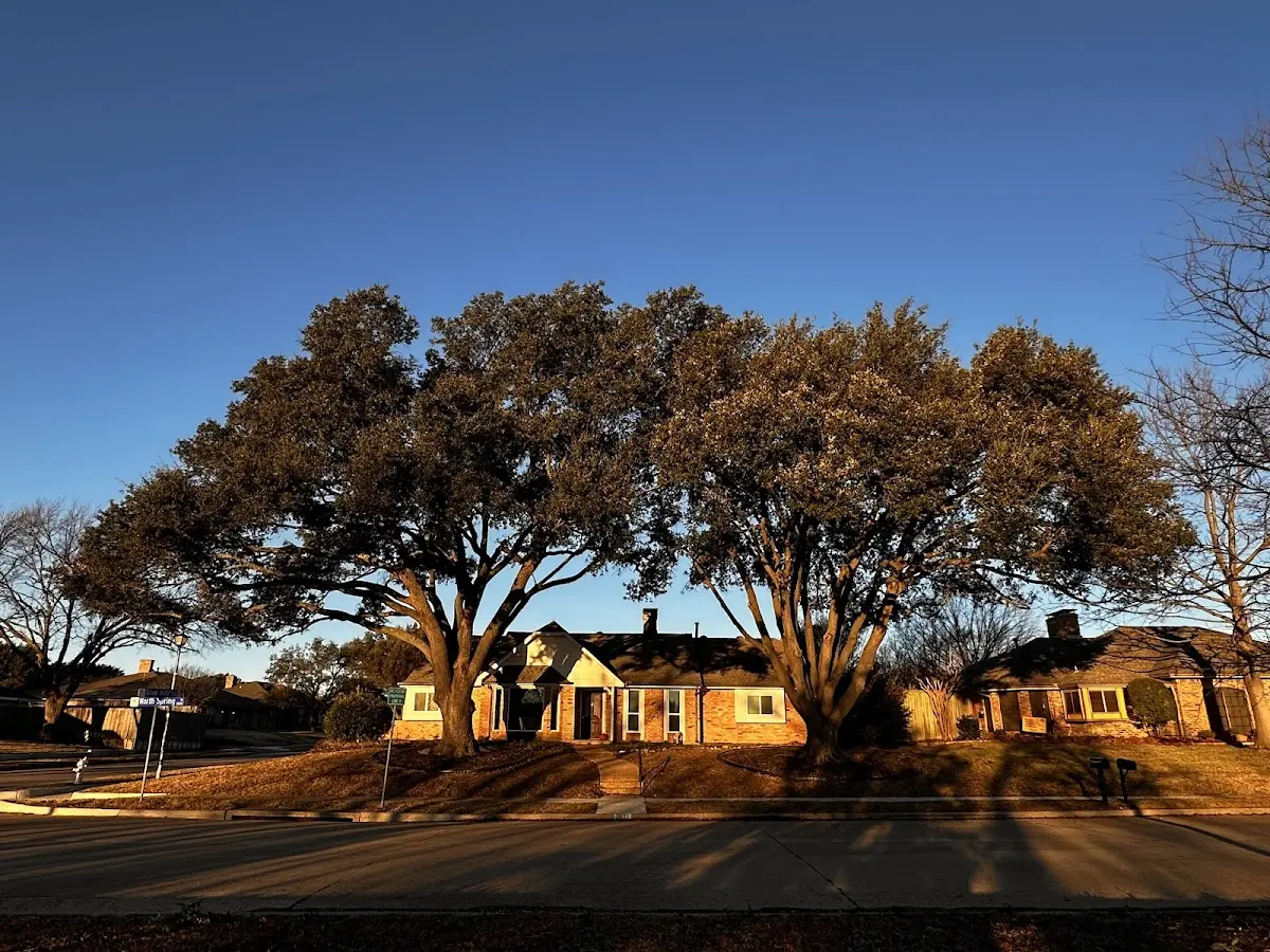 Established residential canopy tree shading a home in Wadsworth